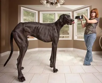 zeus rompe récord, el perro más grande !!!!