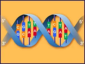 La Funcion Del ADN