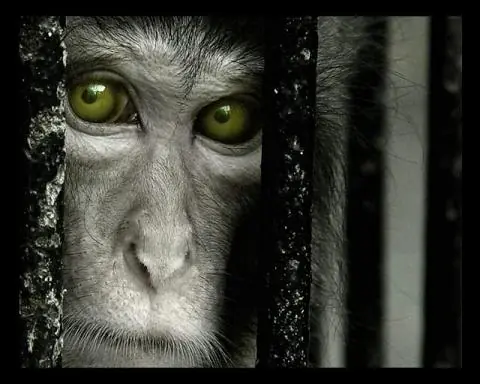 Decile no a la explotacion de animales