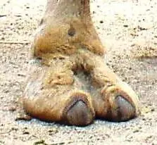 Camel toe (aclaracion)