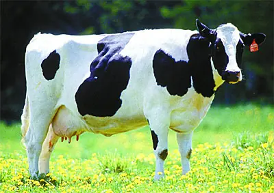 La economía explicada con vacas