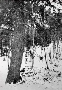 25 de enero Accidente del Paso Diatlov