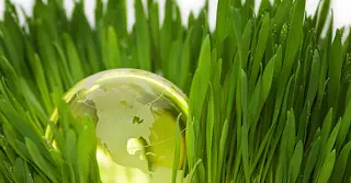 Algunas breves recomendaciones para cuidar el medio ambiente