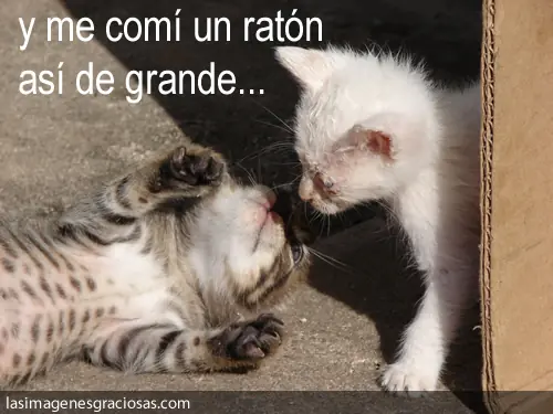 gracioso