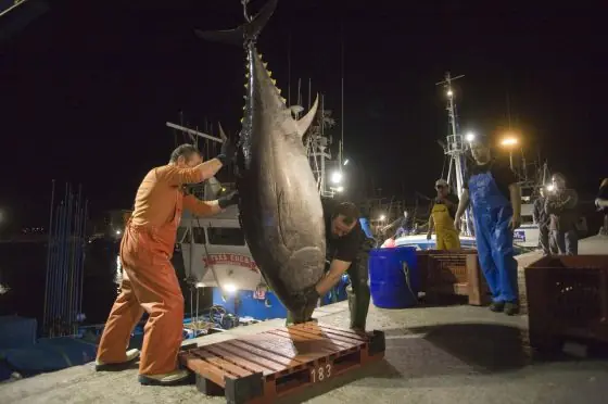 Gran recuperación del atún rojo