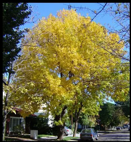 Arboles = Vida.... entonces, somos bastante suicidas!