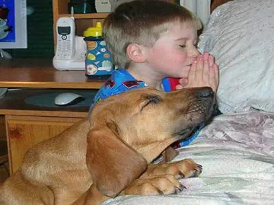 Imágenes de Animales Graciosas