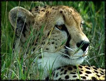 Curiosidades de la Naturaleza