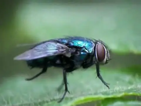 Diez curiosidades animales