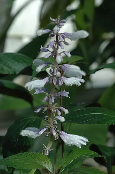 Plantas alucinógenas en tu jardín 2