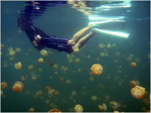 El lago de las Medusas...