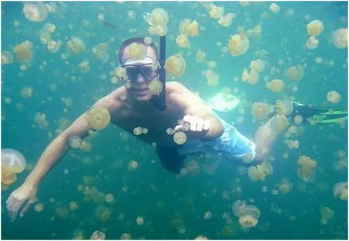medusas