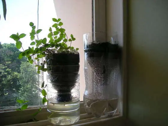 Macetas con botellas plásticas