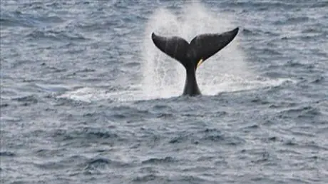 Ejemplares de la Ballena Franca llegan al Golfo Nuevo