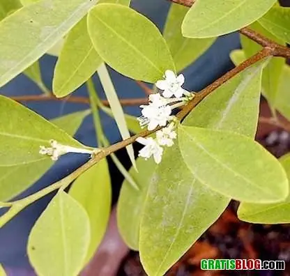 La Hoja de Coca