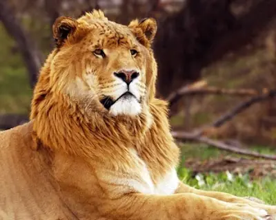 Leones