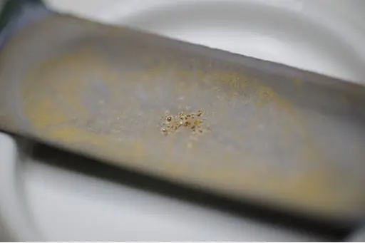 Una bacteria logra crear oro de 24 quilates