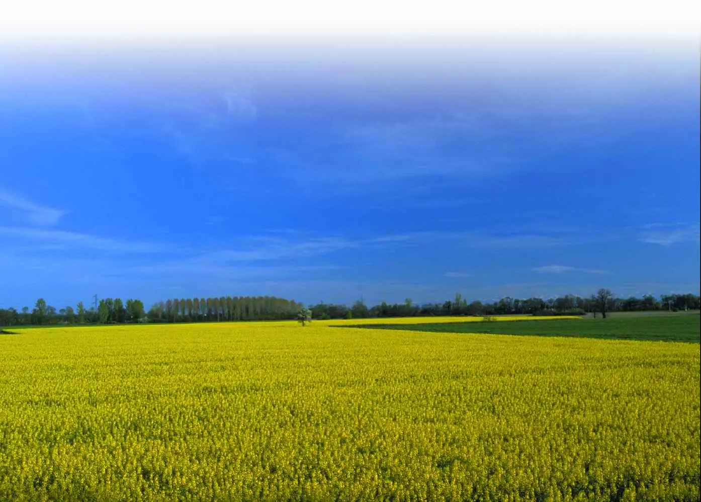 Todo Sobre la Agronomia.