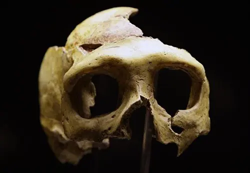La evolución fue impulsada principalmente por los músculos