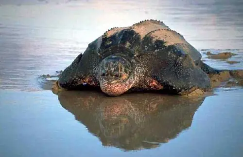 Las 10 especies más amenazadas del mundo