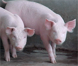 la gripe porcina, a o n1h1