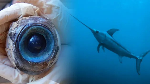 ¿Misterio resuelto? El ojo gigante sería de un pez espada