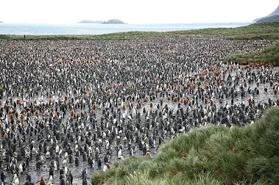South Georgia: un paraíso para los pingüinos
