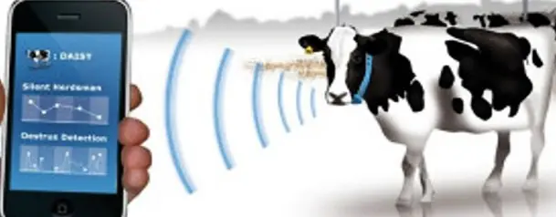Vacas que mandan avisos al celular