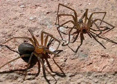 La araña más venenosa y está en tu casa