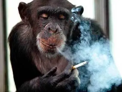 Mono borracho en rehabilitación