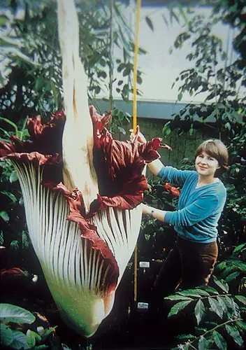 La Flor mas grande del mundo