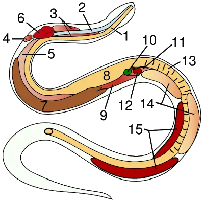 Serpientes