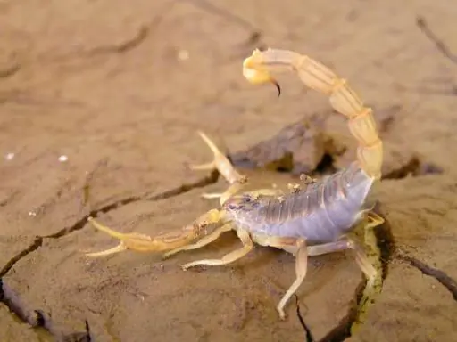 Panico por alacranes mortales!