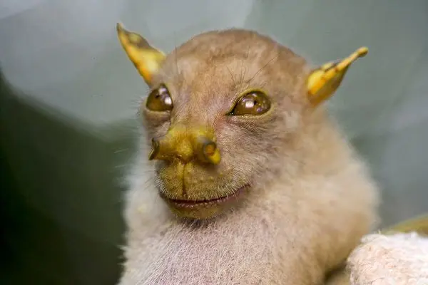 Nuevas Especies de animales Encontradas