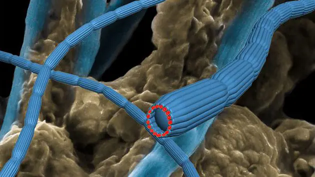 Bacterias actuan como cables electricos