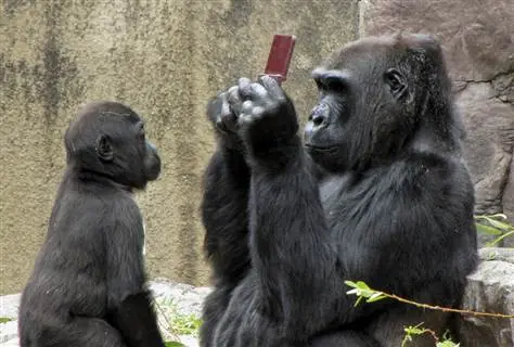 El gorila que tuvo su nintendo :D