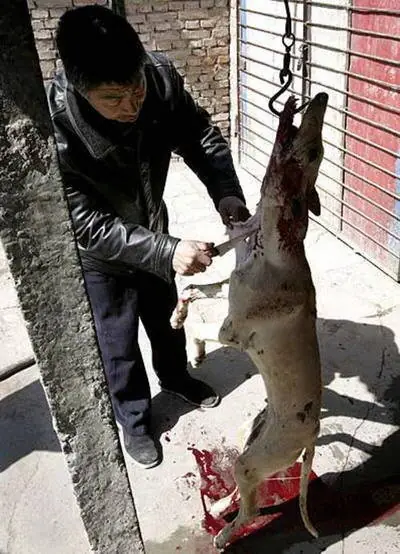 matanza