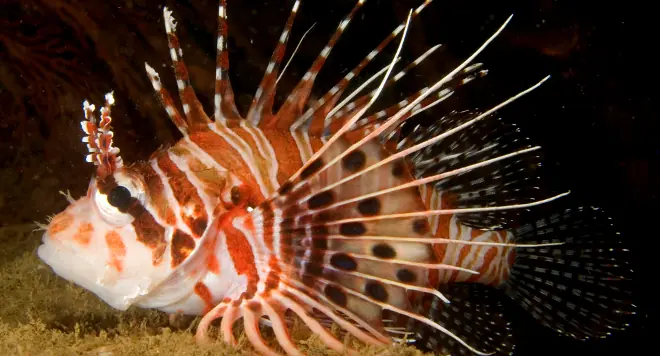 Ceviche para salvar los corales