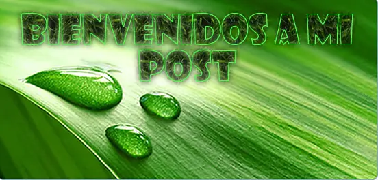 Siete razones para plantar un árbol