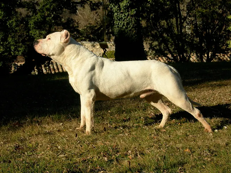 El dogo argentino