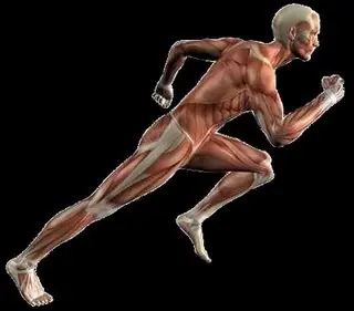 ¿Cómo movemos los músculos?