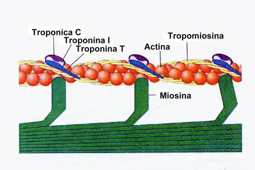 Como actuan nuestros musculos en el cuerpo.