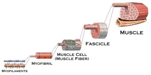 Como actuan nuestros musculos en el cuerpo.
