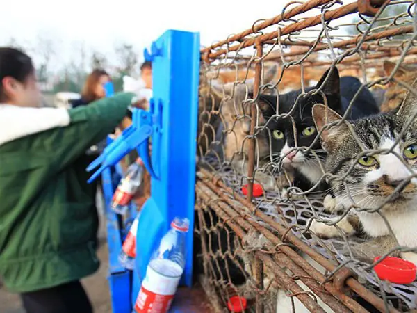Rescatan a 500 gatos que iban a ser cocinados