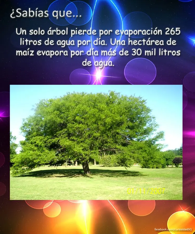 10 cosas que no sabias(datos curiosos) parte 8