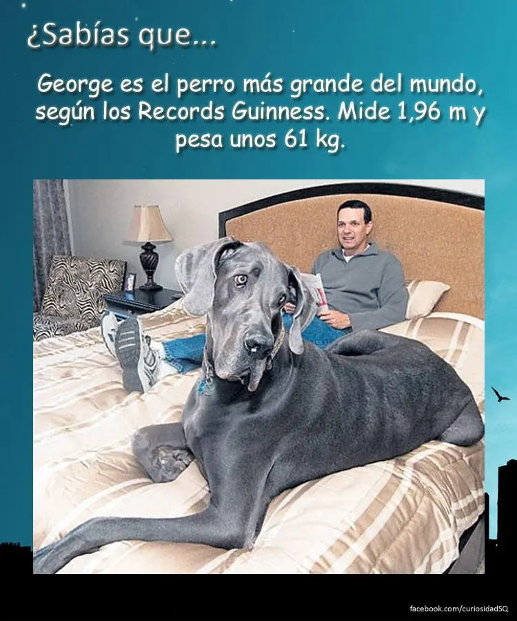 100 cosas que no sabias(datos curiosos) recopilación 11-20
