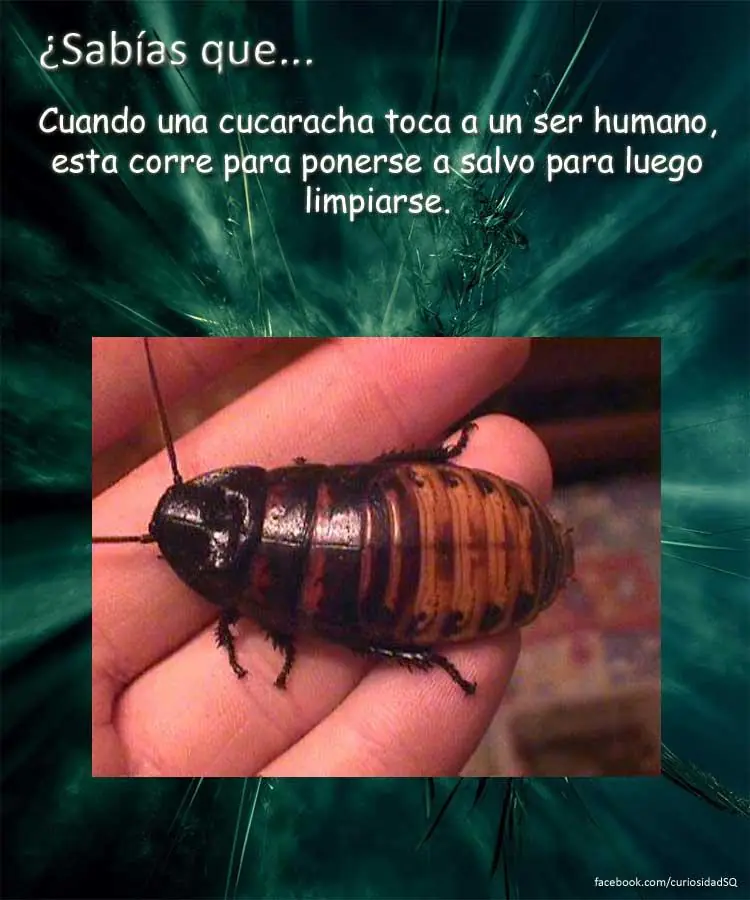 10 cosas que no sabias(datos curiosos) parte 2