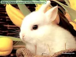 Los animales mas hermosos del mundo (PARTE 1)
