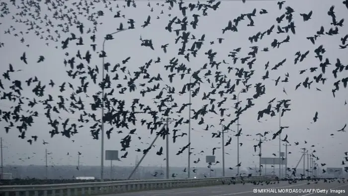 Berlín, invadida por los cuervos al estilo Hitchcock
