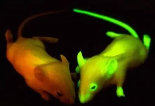 Los 12 Animales modificados geneticamente